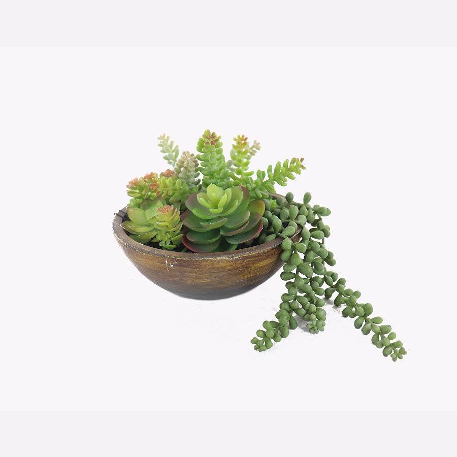 Kaori Mixed Succulent Bowl 20.5x18cm